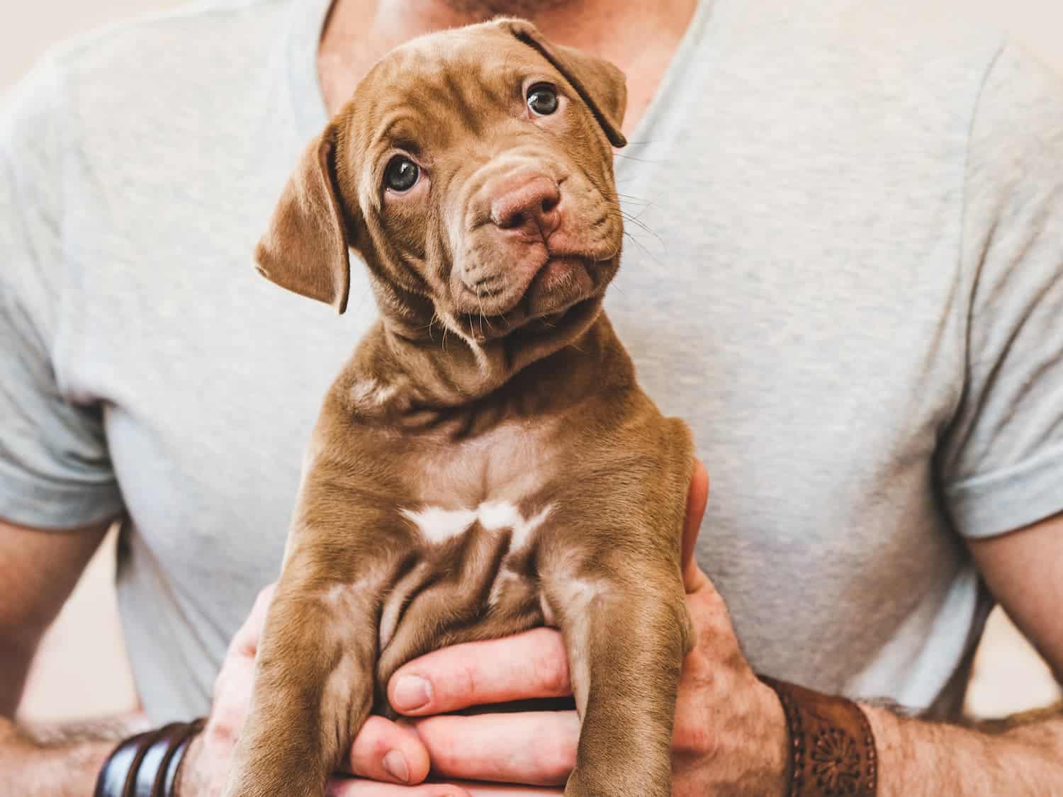 A person in a grey t-shirt holds a brown puppy with a white patch on its chest, facing the camera with its head tilted.