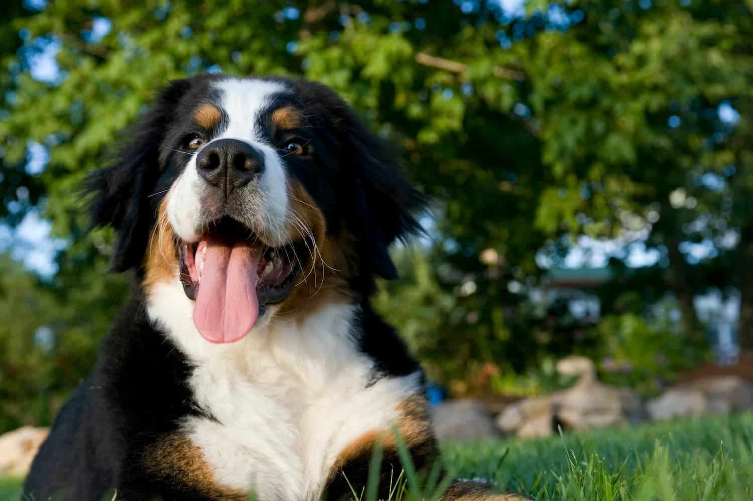 A Bernese Mountain Dog lying on grass outdoors with its mouth open and tongue out, with trees visible in the background.