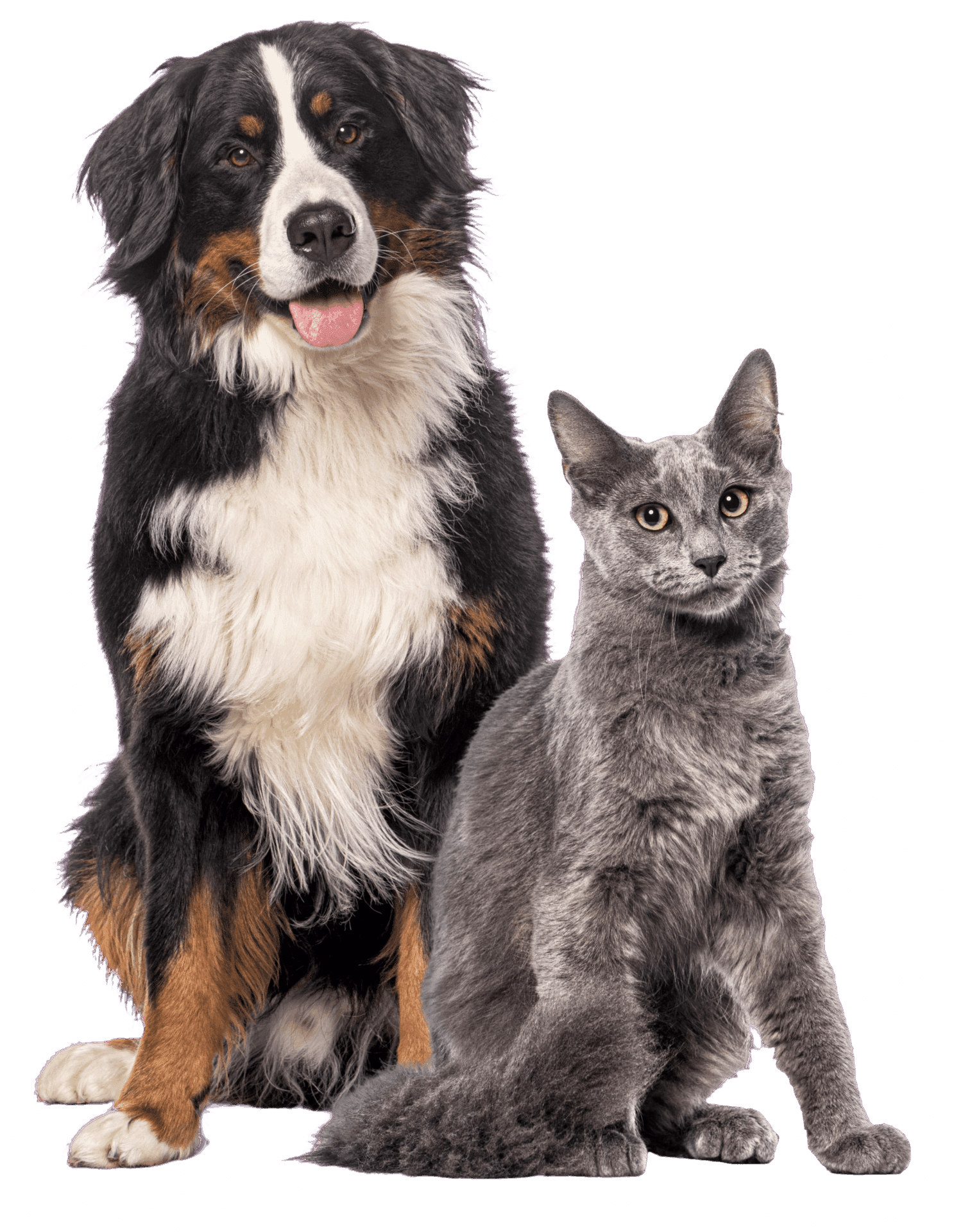 A large, fluffy black, white, and brown dog sits next to a short-haired gray cat, both facing forward against a white background.