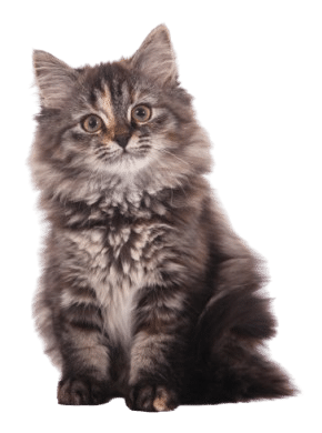 A fluffy, long-haired gray tabby kitten sits facing forward, looking slightly up with alert eyes and upright ears.