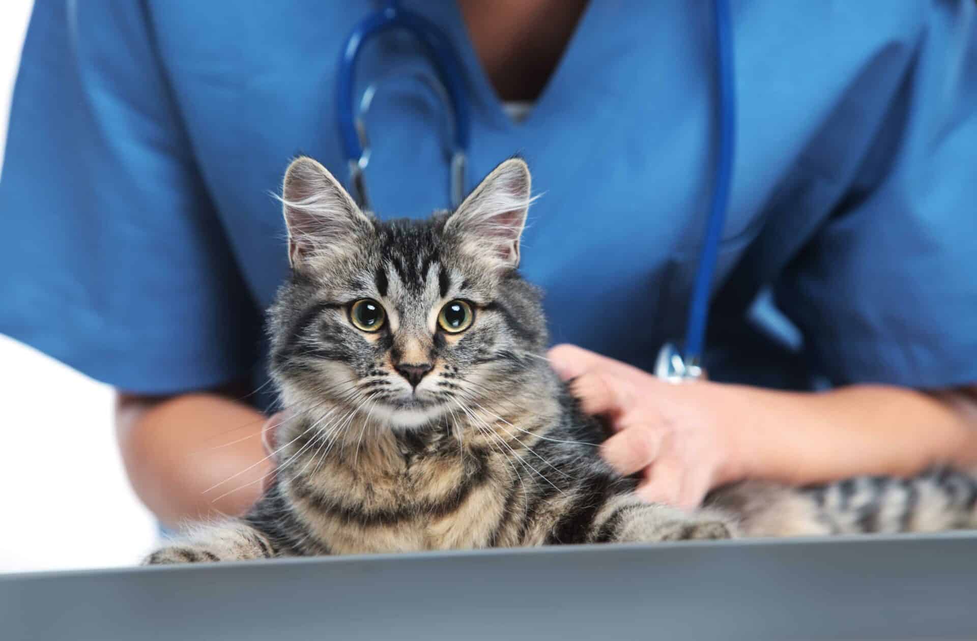 About Pet Ultrasound Partners