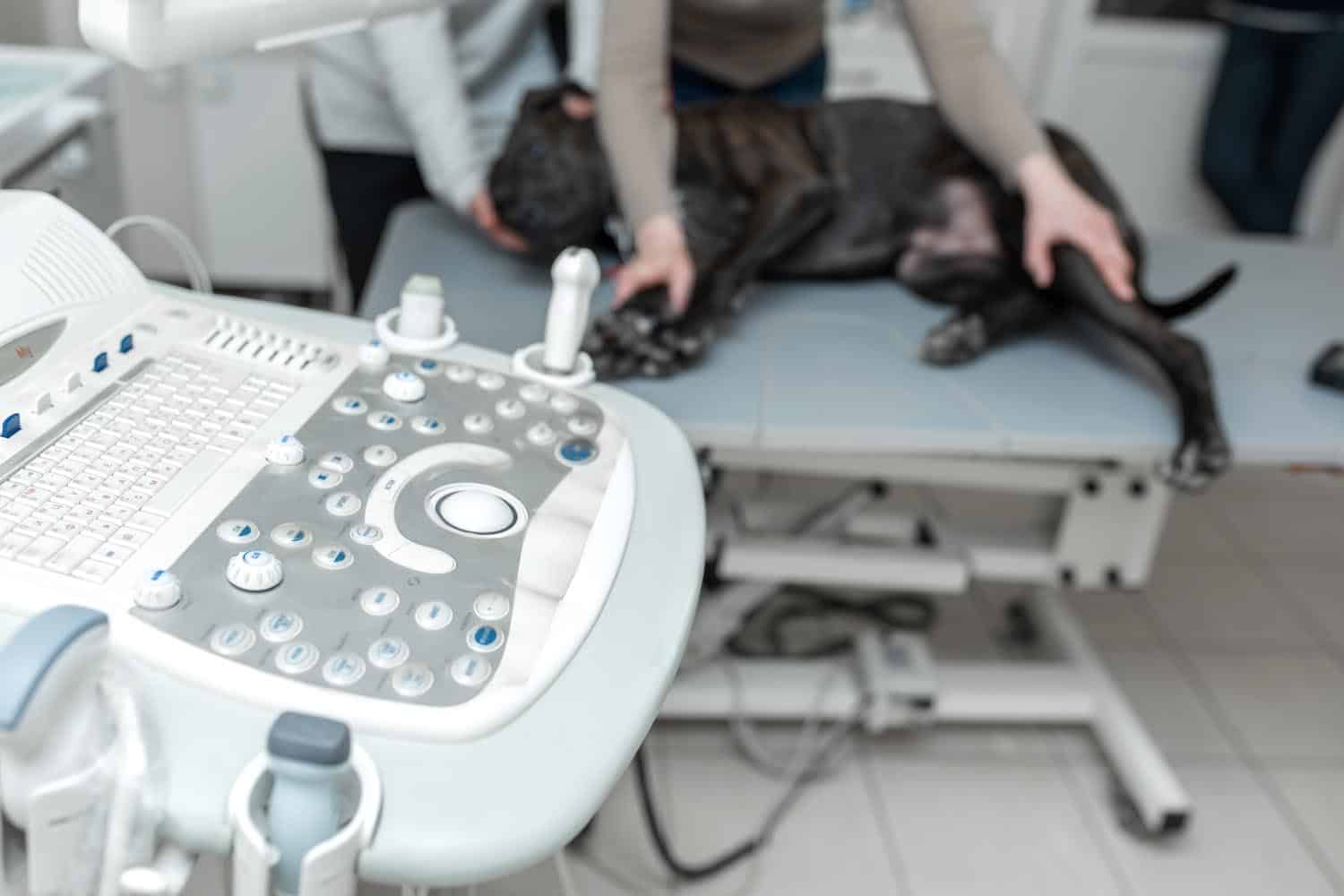 A dog lies on an examination table as two people prepare for an ultrasound procedure; the ultrasound machine is visible in the foreground.