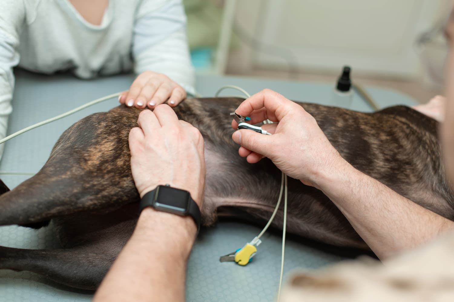 A veterinarian attaches monitoring electrodes to a dog's abdomen while another person gently holds the dog still on an examination table.