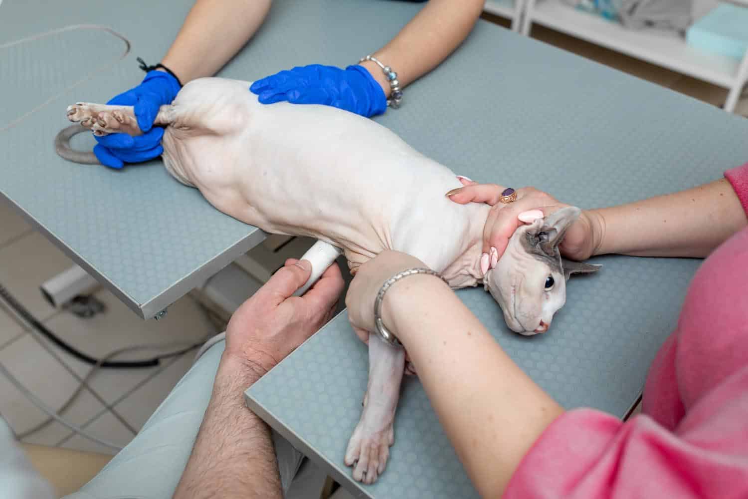 A hairless cat lies on its back on an exam table while three people, two wearing gloves, hold and examine the cat in a veterinary setting.