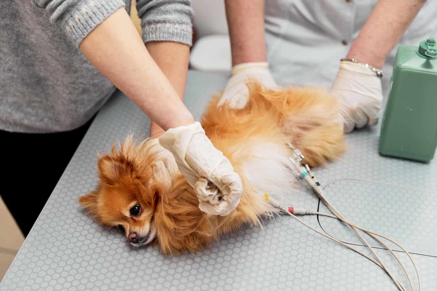 A small dog lies on its side on a veterinary exam table while two people in gloves attend to it, with medical equipment attached to the dog.