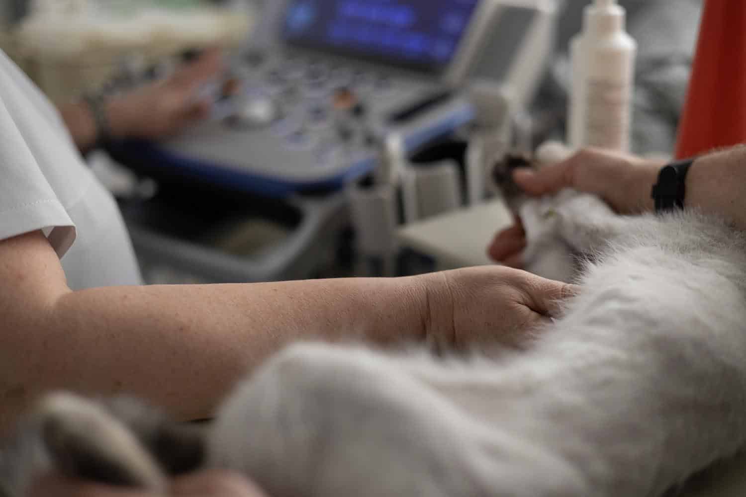 A person performs an ultrasound scan on an animal's abdomen while another person holds the animal's paw; ultrasound equipment is visible in the background.