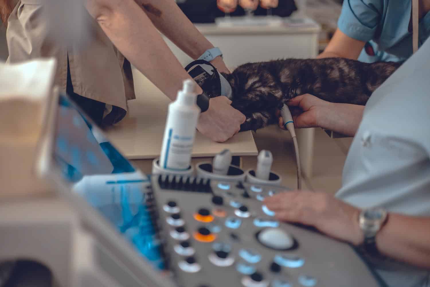 A veterinarian performs an ultrasound scan on a cat while another person holds the animal still; the ultrasound machine and gel are visible in the foreground.
