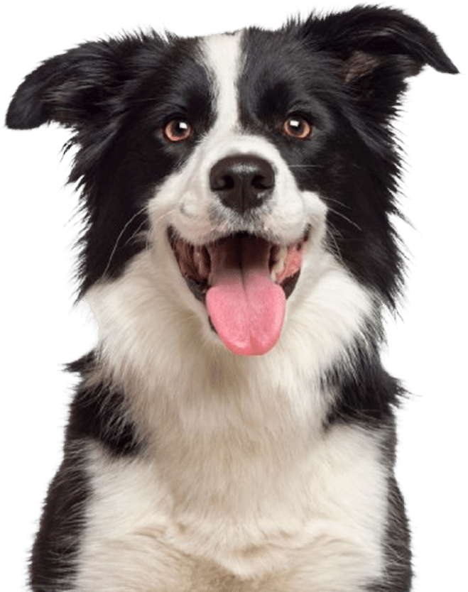 Why Choose Pet Ultrasound Partners